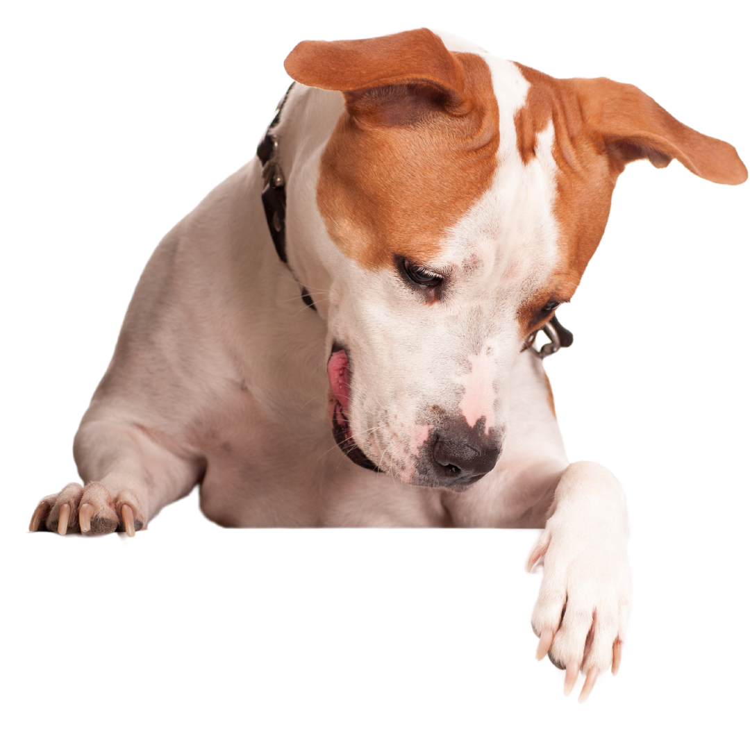 A white and tan dog with a collar, looking down