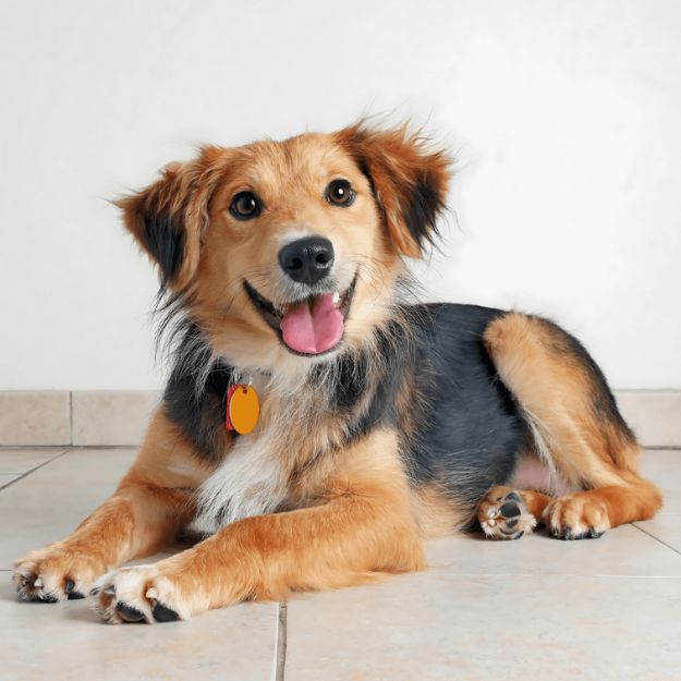 A dog sitting on the floor, happily sticking out its tongue