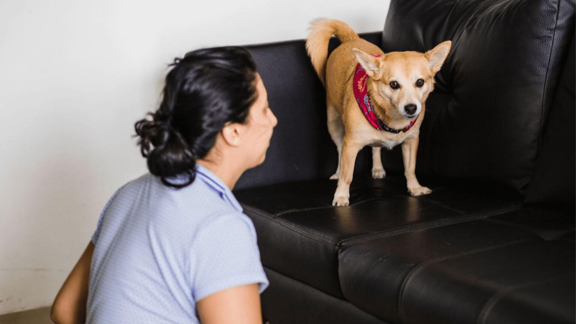 a person gives training to a dog