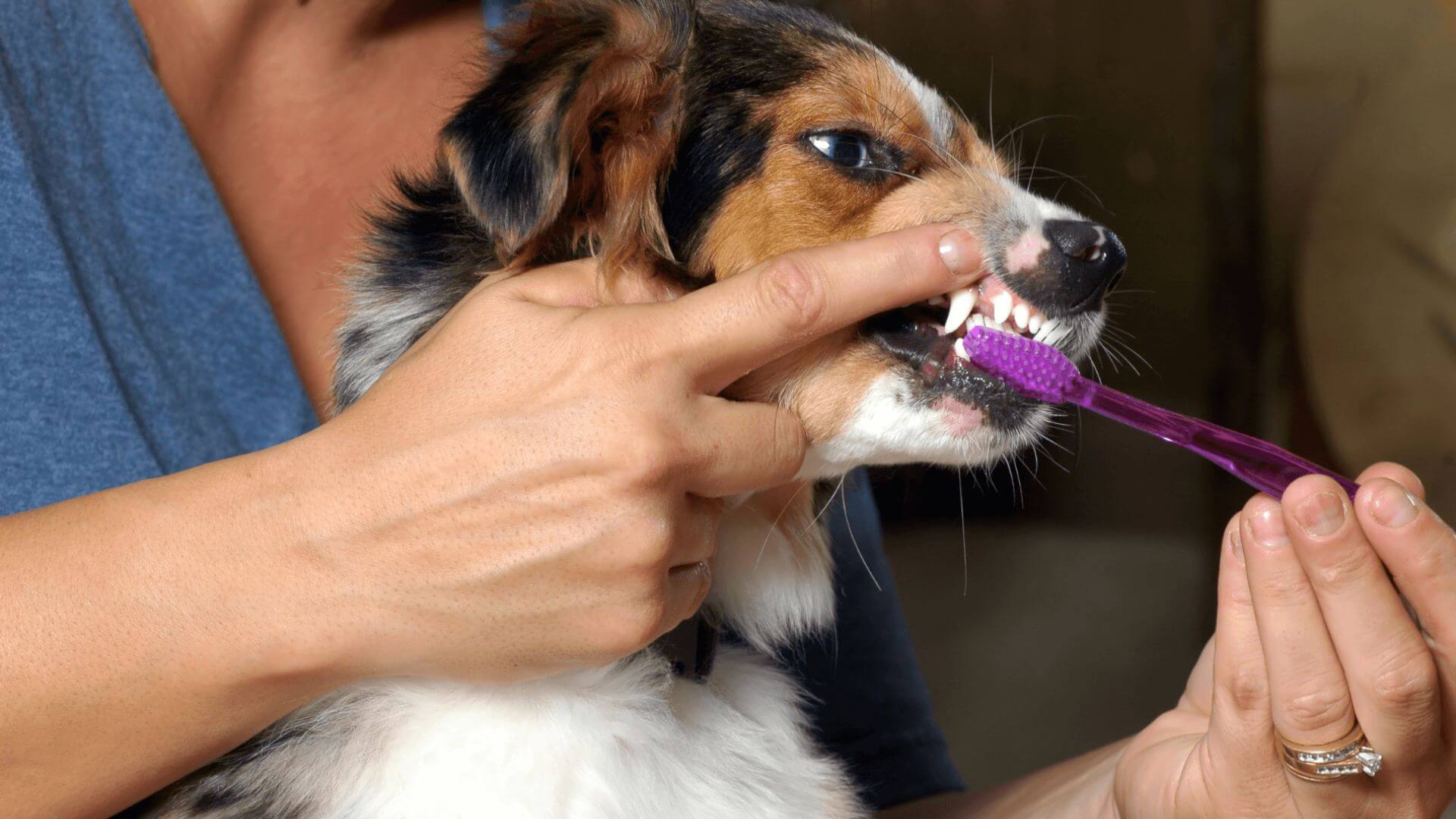 A person carefully brushing a dog's teeth with a small toothbrush