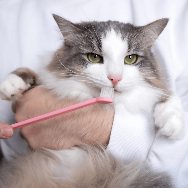 A person holding a fluffy gray cat with bright green eyes