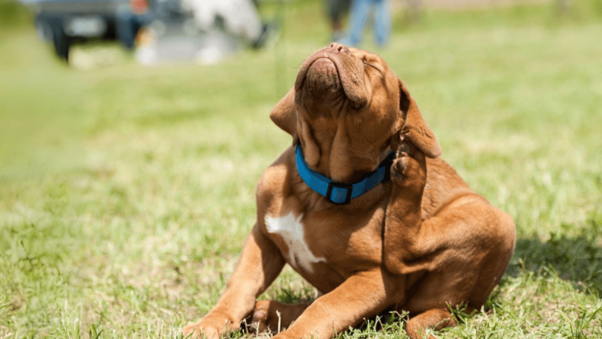 A dog itching its ear