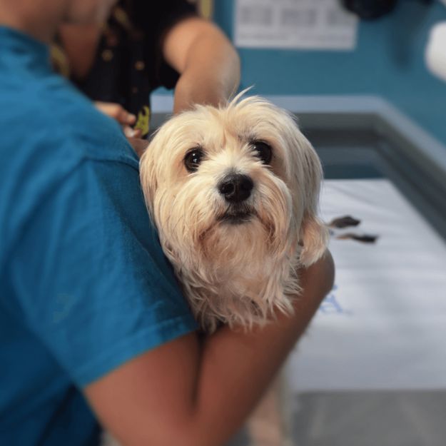 A well-groomed dog getting pampered by a person