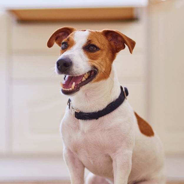 A dog sitting on the floor