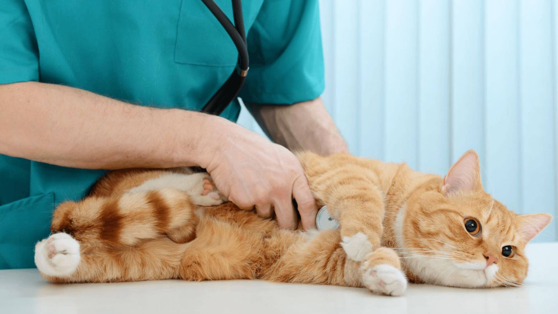 A person carefully observes an orange cat, focusing on its features and behavior