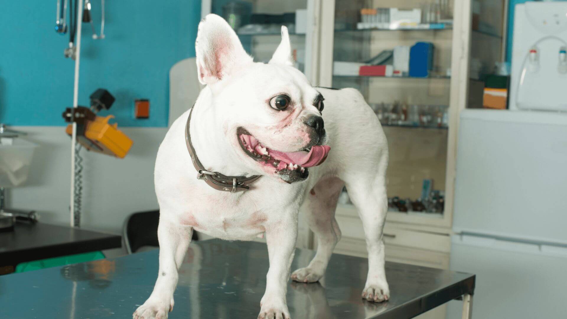 a dog standing on a table