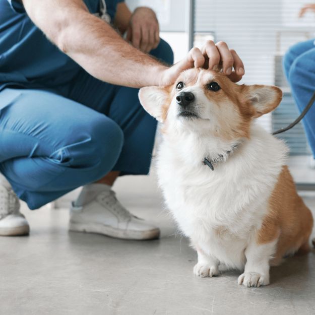 A veterinarian covers a dog's head with his hand