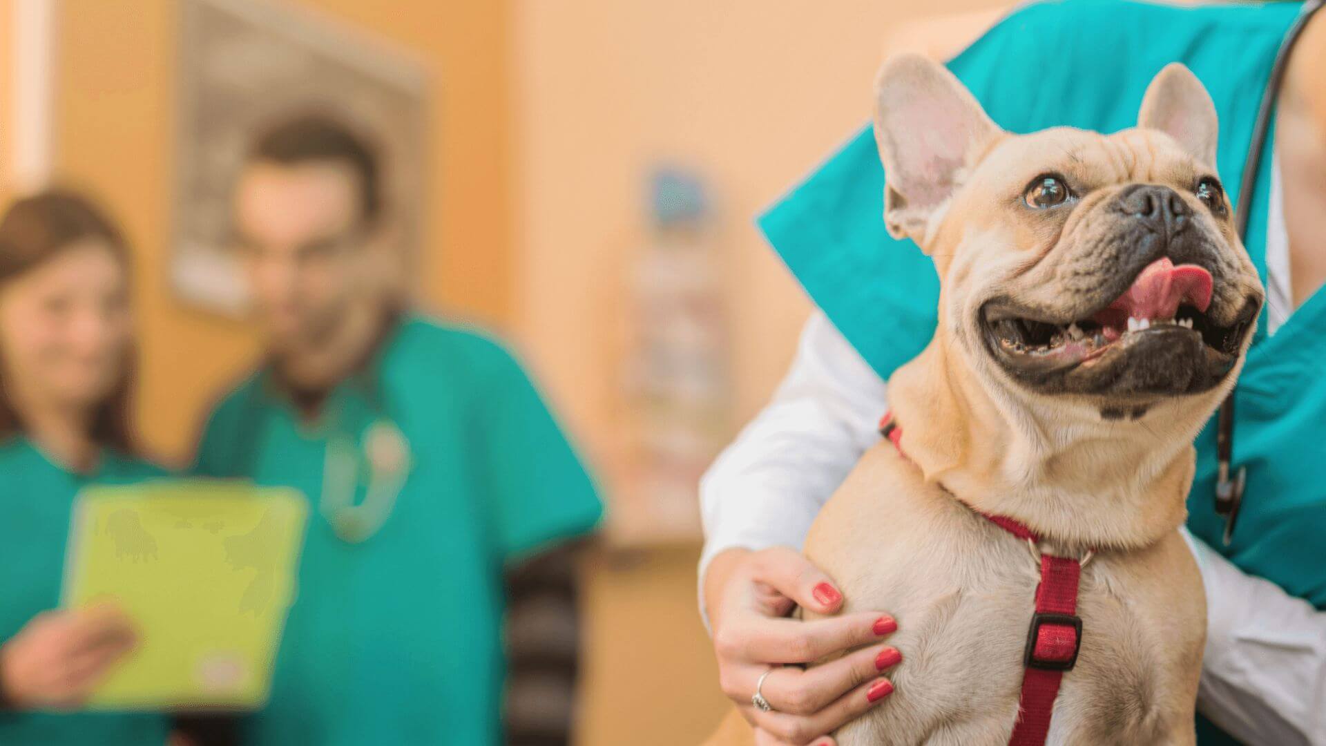 a veterinarian holding a small dog in the arms