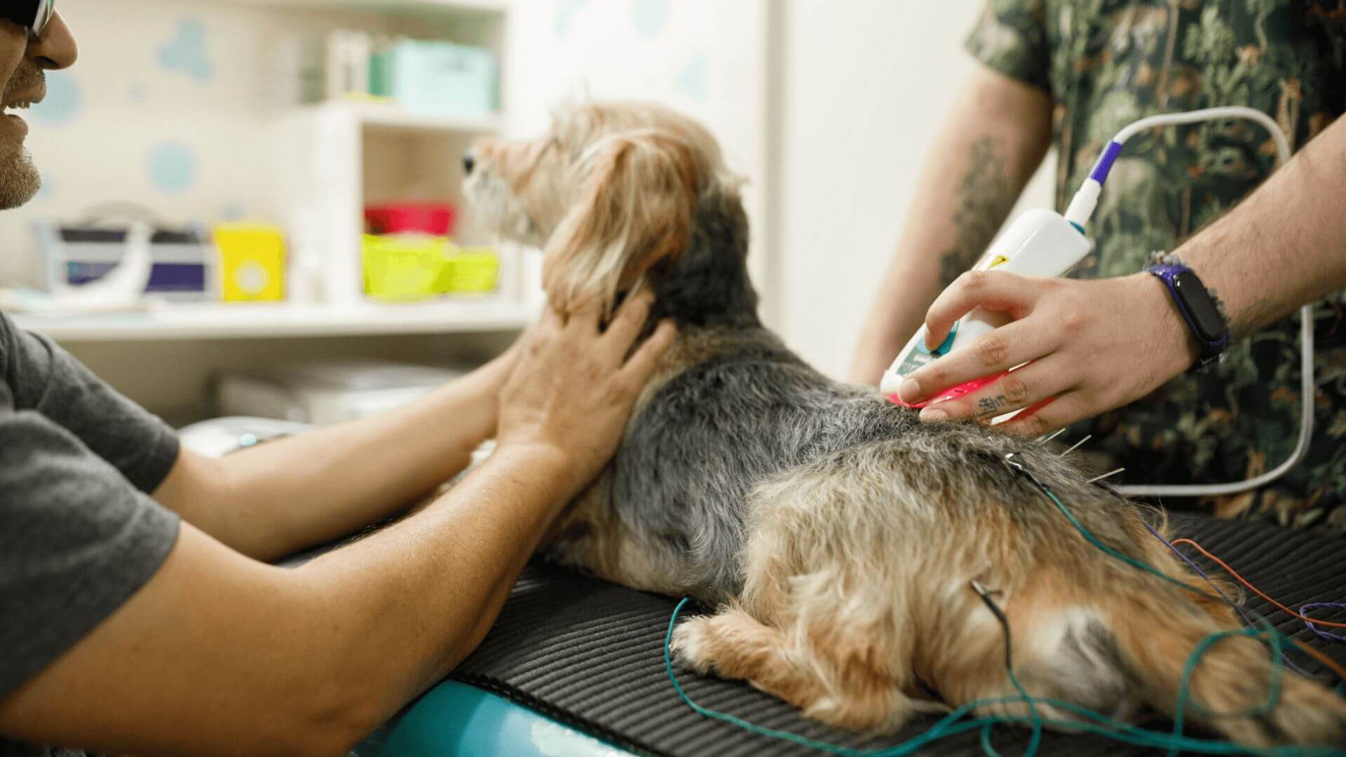 A person is giving laser therapy to a dog