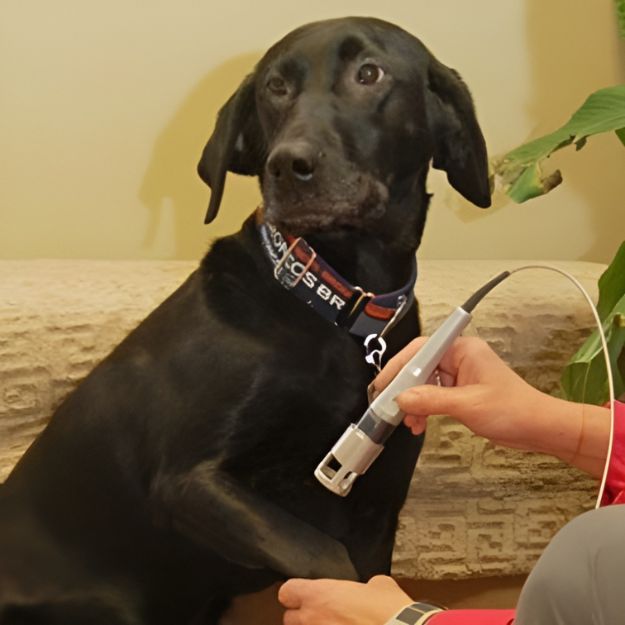 A person giving laser therapy to a dog