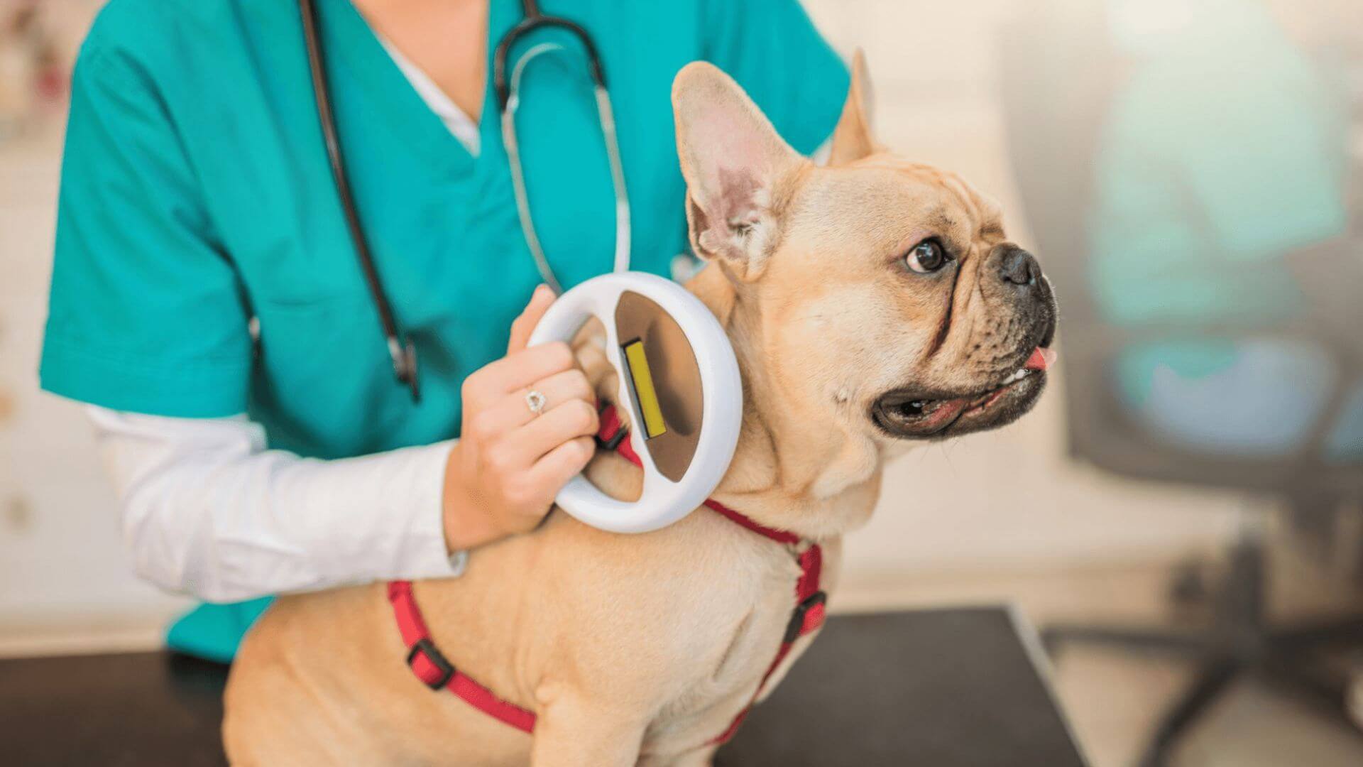 vet scanning a dog for microchip