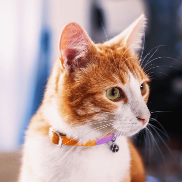 A cat wearing a collar, looking adorable