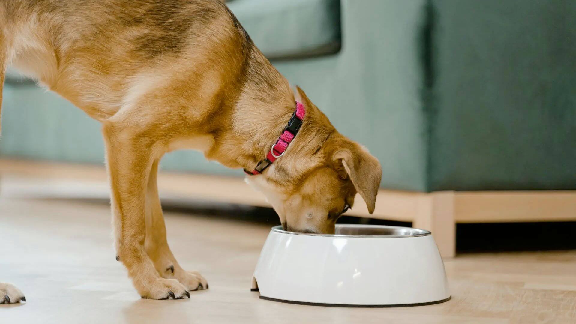 puppy eating from a food bowl