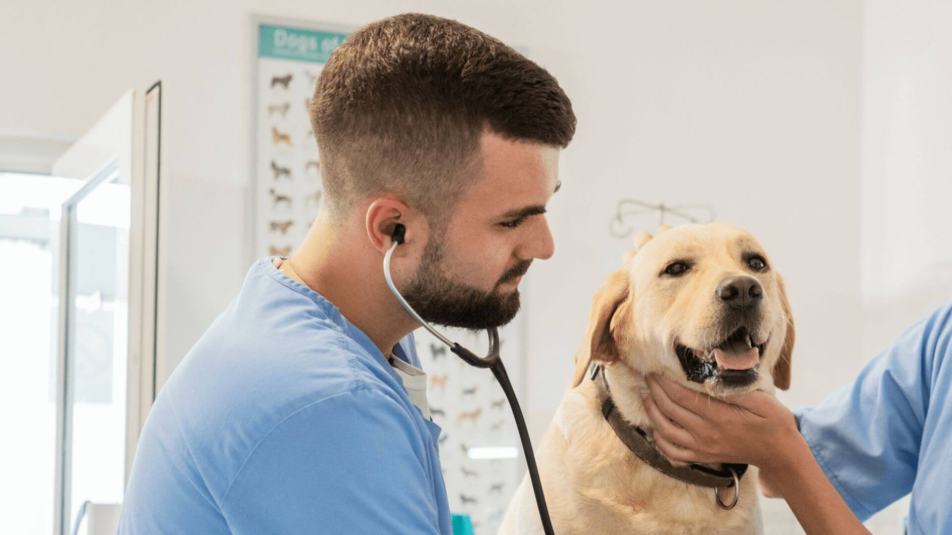 A veterinarian using a stethoscope to examine a dog's health condition