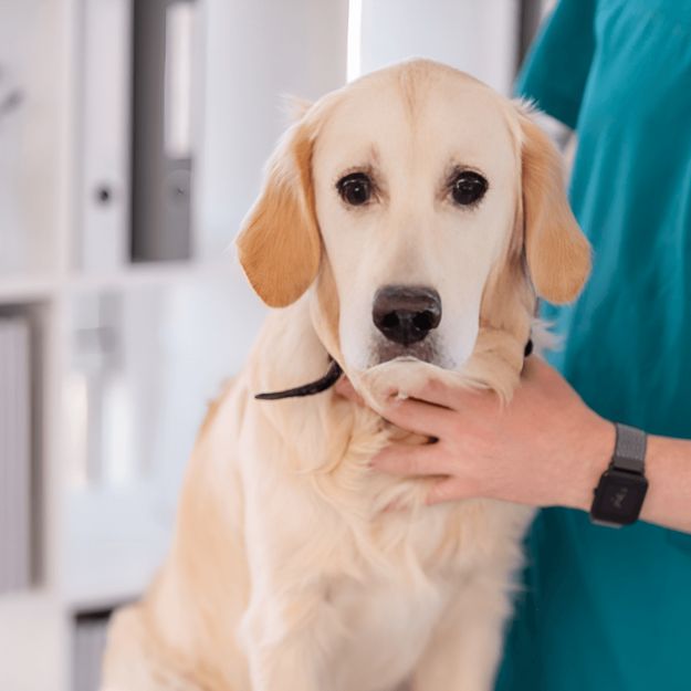 A person holding a dog's collar