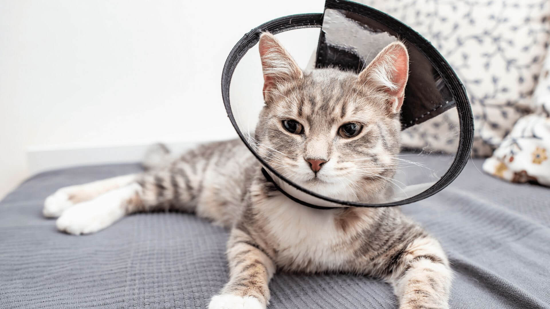 A cat wearing a cone on its head