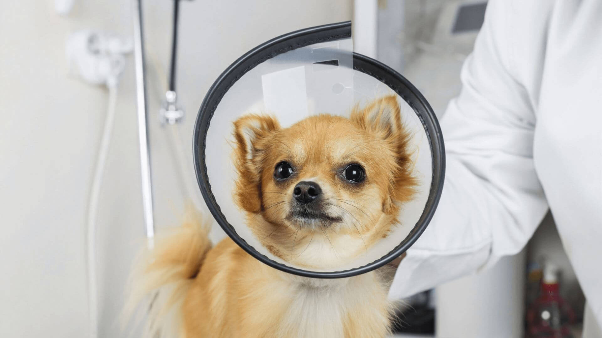 A vet examining a dog, checking its health and condition