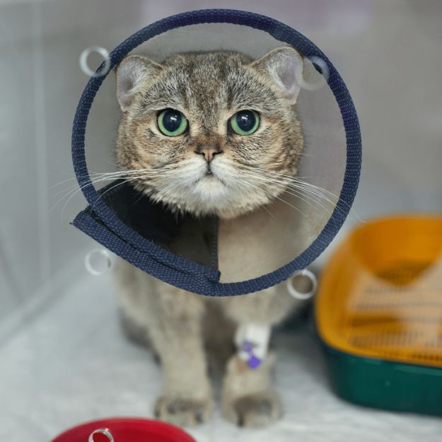 A cat wearing a cone on its head