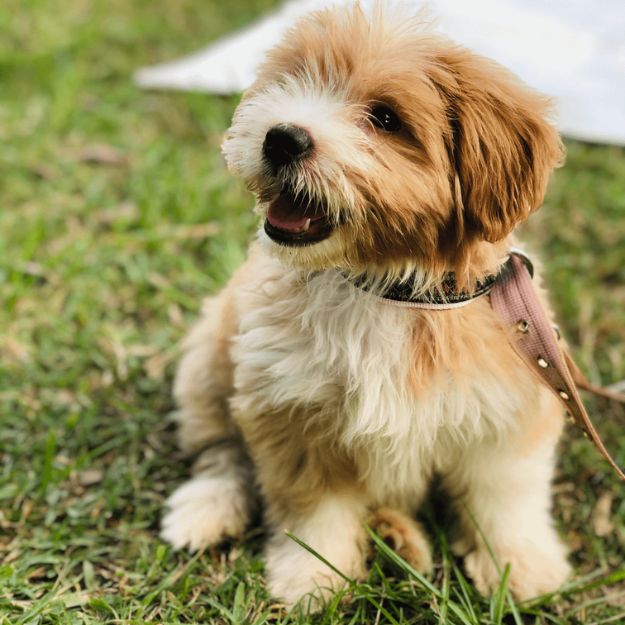 A cute fluffy brown and white puppy with a pink harness sitting on the grass