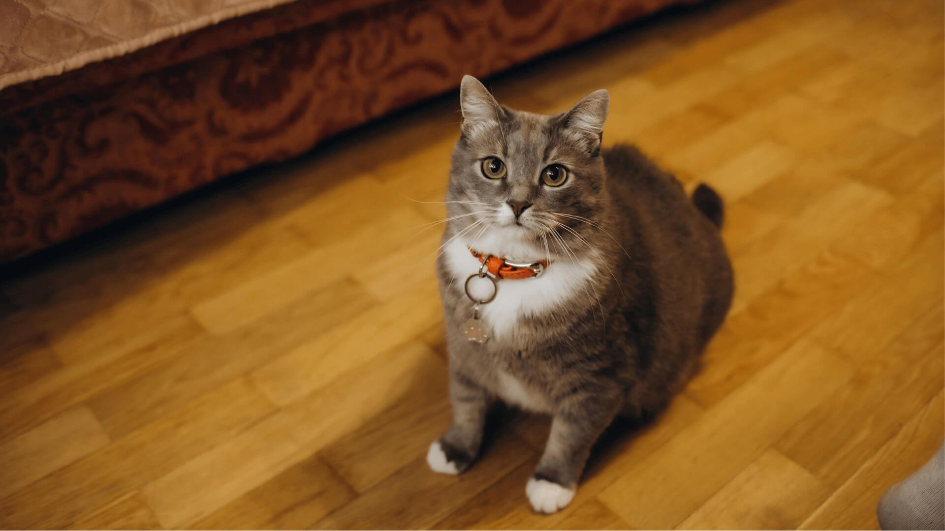 A cat sitting on the floor in front of a bed