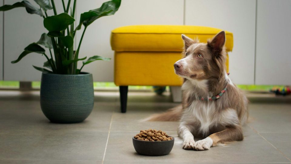 Dog sitting politely with food