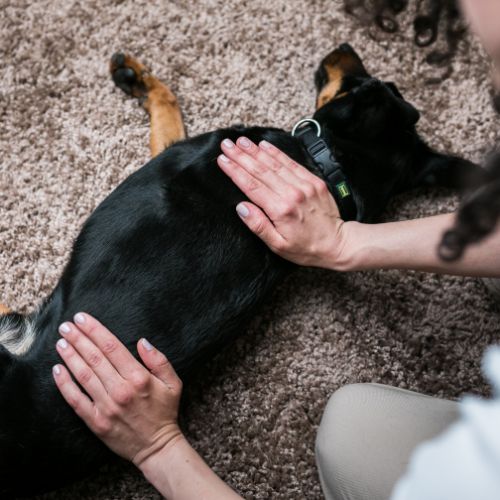 dog getting a massage