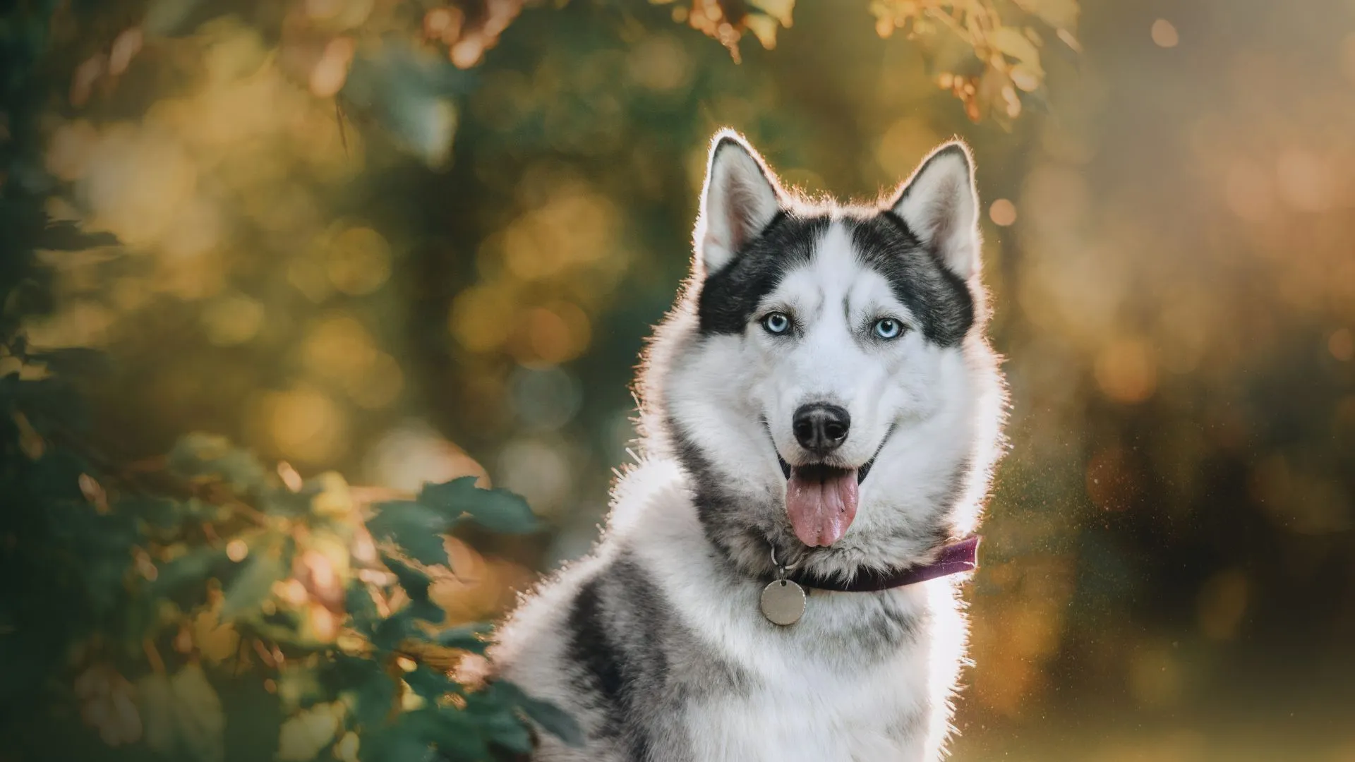 Playful-husky-dog (1) (1) Playful husky dog